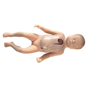 http://www.yuantech.de/114-174-thickbox/un-l67b-neonatal-peripheral-and-central-vein-intubation-model.jpg