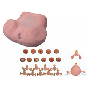 http://www.yuantech.de/162-223-thickbox/un-7-gynecological-examination-simulator.jpg