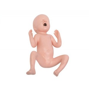 http://www.yuantech.de/176-237-thickbox/un-t331a-twenty-four-weeks-premature-infant-model.jpg