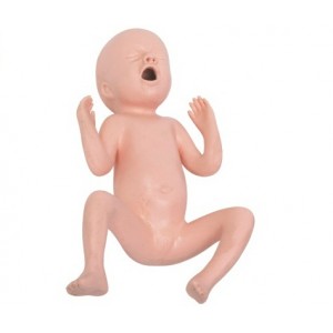http://www.yuantech.de/177-238-thickbox/un-t331b-thirty-weeks-premature-infant-model.jpg