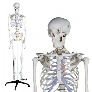 http://www.yuantech.de/212-901-thickbox/ya-l001-human-skeleton-model-180cm-tall.jpg