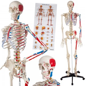 http://www.yuantech.de/214-586-thickbox/ya-l001b-human-skeleton-model-with-hand-painted-muscles-and-detailed-numbers-180cm-tall.jpg