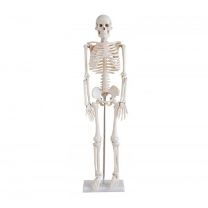 http://www.yuantech.de/215-273-thickbox/ya-l002-human-skeleton-model-85cm-tall.jpg