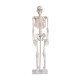 YA/L002 Human Skeleton Model 85cm Tall