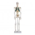 YA/L002A Human Skeleton with Spinal Nerves 85cm tall