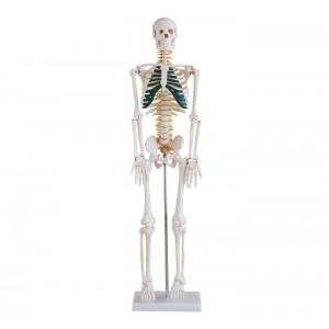 http://www.yuantech.de/216-274-thickbox/ya-l002a-human-skeleton-with-spinal-nerves-85cm-tall.jpg