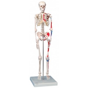 http://www.yuantech.de/219-277-thickbox/ya-l002c-human-skeleton-model-with-hand-painted-muscles-85cm-tall.jpg