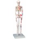 YA/L002C Human Skeleton Model with Hand Painted Muscles 85cm Tall