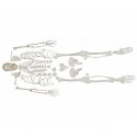 YA/L006 Disarticulated Skeleton with Skull