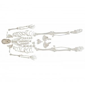 http://www.yuantech.de/223-281-thickbox/ya-l006-disarticulated-skeleton-with-skull.jpg
