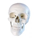 YA/L021 Human Skull Model