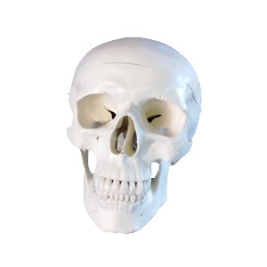http://www.yuantech.de/232-587-thickbox/ya-l011-human-skull-model.jpg