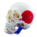 YA/L021D Human Skull with Colored and Painted Muscle