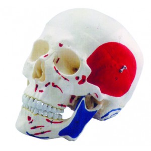 http://www.yuantech.de/236-588-thickbox/ya-l011d-human-skull-with-colored-and-painted-muscle.jpg