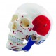 YA/L021D Human Skull with Colored and Painted Muscle