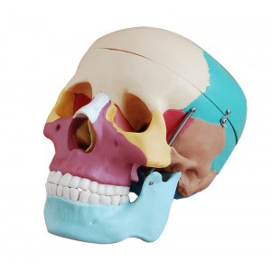 http://www.yuantech.de/238-323-thickbox/ya-l011f-human-colored-skull.jpg