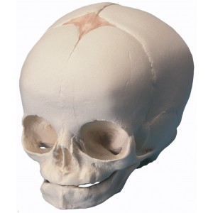 http://www.yuantech.de/240-324-thickbox/ya-l012-fetus-skull-model.jpg
