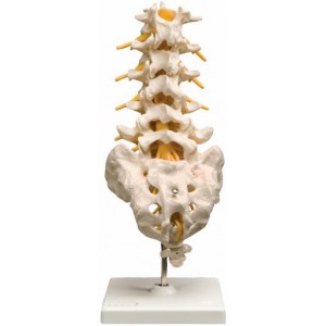 http://www.yuantech.de/242-325-thickbox/ya-014-lumbosacral-vertebrae-and-nerves-model.jpg