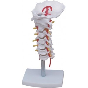 http://www.yuantech.de/244-291-thickbox/ya-l032-cervical-vertebral-column-with-neck-artery.jpg