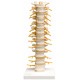 YA/L033  Thoracic Vertebra and Spinal Nerves Model