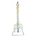 YA/L036 Occipital Spine Model with Pelvis and Femur Head