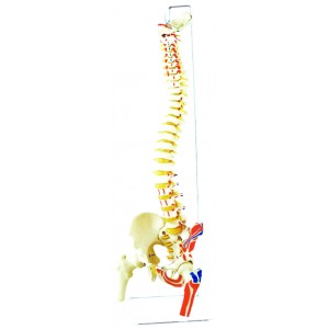 http://www.yuantech.de/250-591-thickbox/ya-l036a-painted-muscled-occipital-spine-model-with-pelvis-and-femur-head.jpg