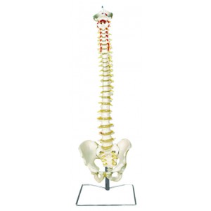 http://www.yuantech.de/251-592-thickbox/ya-l037-occipital-spine-model-with-pelvis.jpg