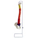 YA/L037F Colored Occipital Spine Model with Pelvis