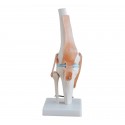YA/L045 Knee Joint