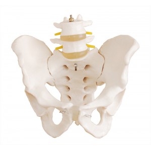 http://www.yuantech.de/272-302-thickbox/ya-l053-pelvis-with-2pcs-lumbar-vertebrae.jpg