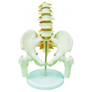 http://www.yuantech.de/274-601-thickbox/ya-l055-pelvis-with-5pcs-lumbar-vertebrae-and-femur-head.jpg