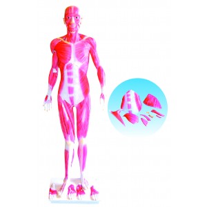 http://www.yuantech.de/275-603-thickbox/ya-l101-life-size-whole-body-muscle-model.jpg