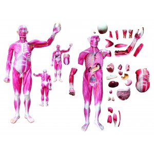 http://www.yuantech.de/276-604-thickbox/ya-102-life-size-whole-body-muscle-model-with-inner-organs-29-parts.jpg