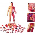 YA/L103 Life Size Whole Body Muscle Model with Disassembled Superior Muscles and Visera
