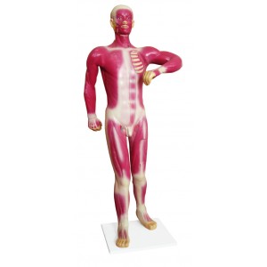 http://www.yuantech.de/279-606-thickbox/ya-105-human-superficial-motion-muscle-model-82cm-tall.jpg