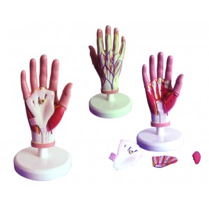 http://www.yuantech.de/287-611-thickbox/ya-l116-the-dissected-hand-model-4-parts.jpg