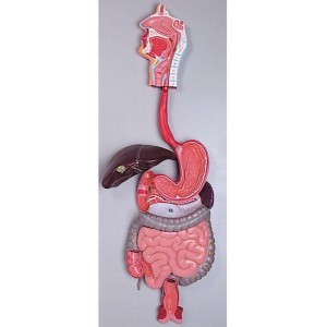 http://www.yuantech.de/299-357-thickbox/ya-d011-digestive-system-model.jpg