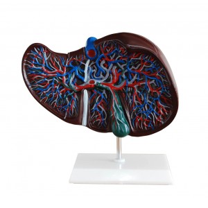 http://www.yuantech.de/312-626-thickbox/ya-d031a-liver-section-with-gallbladder.jpg