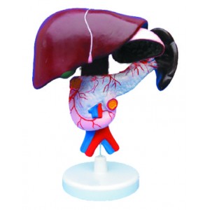http://www.yuantech.de/314-628-thickbox/ya-d033-liver-pancreas-and-duodenum.jpg