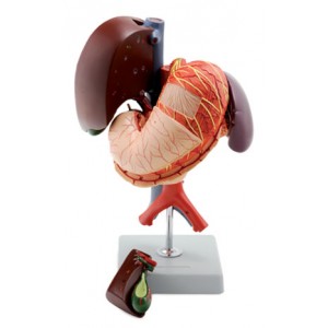 http://www.yuantech.de/315-370-thickbox/ya-d023-stomach-and-associated-organs-of-the-upper-abdomen-6-parts.jpg
