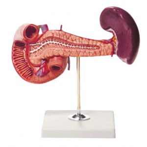 http://www.yuantech.de/316-629-thickbox/ya-d034-pancreasduodenum-and-spleen.jpg