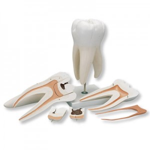 http://www.yuantech.de/326-383-thickbox/molar-teeth.jpg