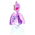 YA/R012 Respiratory System Model 