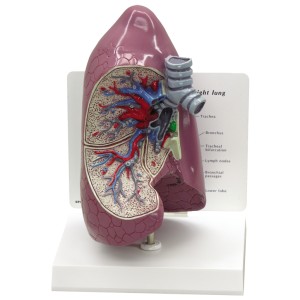 http://www.yuantech.de/340-646-thickbox/ya-r044-lung-model-1-part.jpg