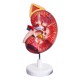 YA/U022A Enlarged Kidney with Adrenal Gland 1 Part