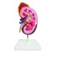 YA/U022B Kidney with Adrenal Gland 1 Part