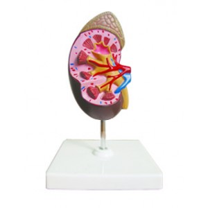 http://www.yuantech.de/358-659-thickbox/ya-u022c-mini-kidney-with-adrenal-gland.jpg