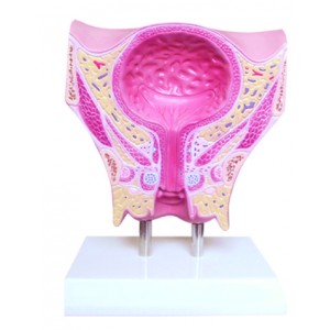 http://www.yuantech.de/365-664-thickbox/ya-u031a-female-pelvis-and-bladder-coronal-section.jpg