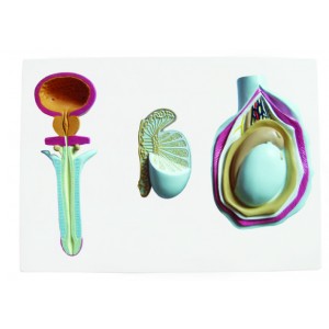 http://www.yuantech.de/370-669-thickbox/ya-u041-male-genital-organ-model.jpg