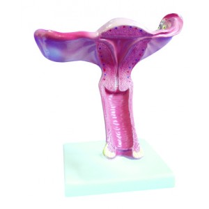 http://www.yuantech.de/374-672-thickbox/ya-u043a-uterus-model.jpg